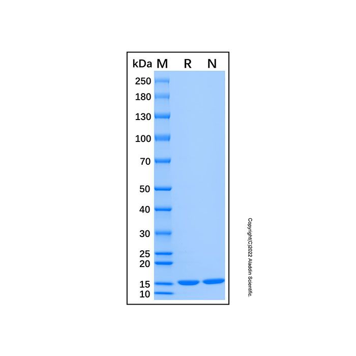Recombinant Human MSH2 Protein