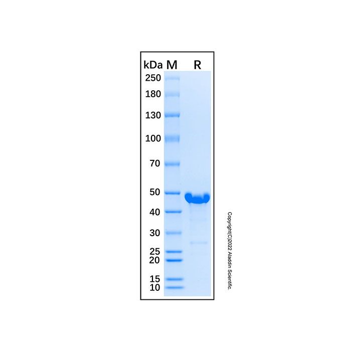 Recombinant Human Mre11 Protein