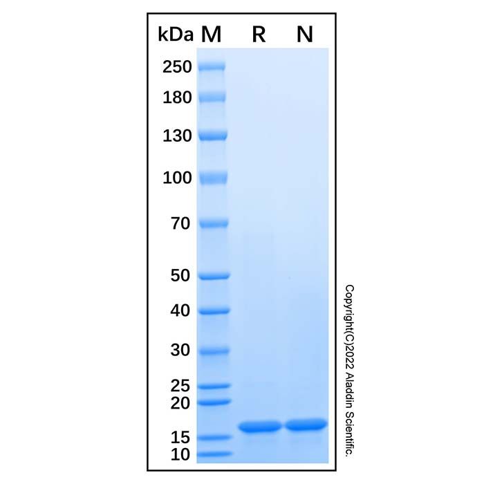 Recombinant Human nNOS Protein