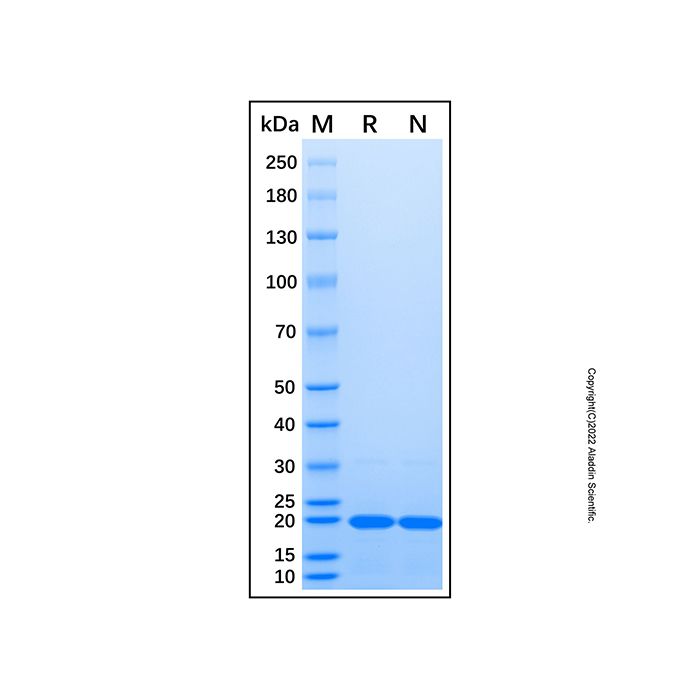 Recombinant Human RAF1 Protein