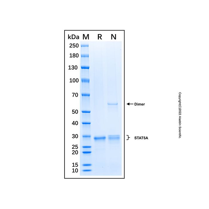 Recombinant Human  STAT5A  Protein