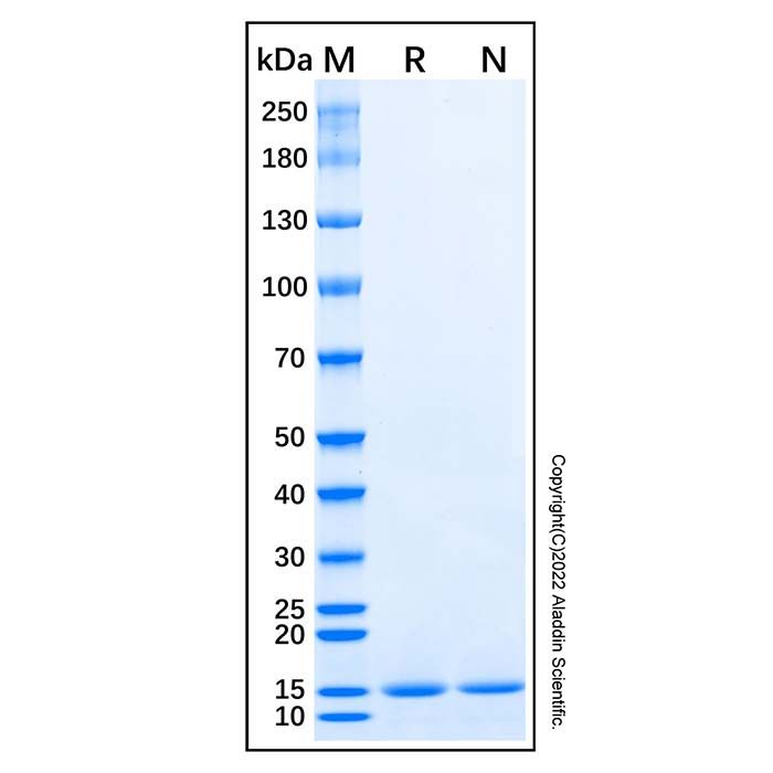 Recombinant Human APP-1 Protein