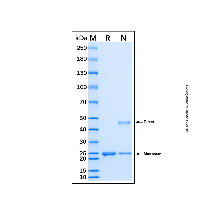 Recombinant Human BRAF Protein