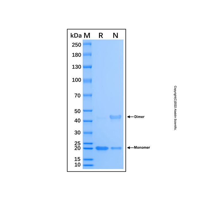 Recombinant Human DNMT3A Protein