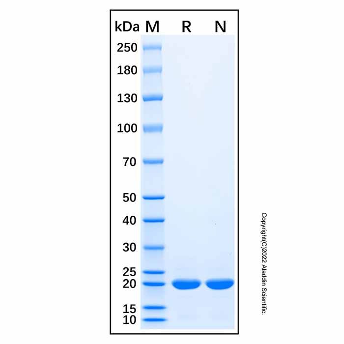 Recombinant Human HDAC4 Protein