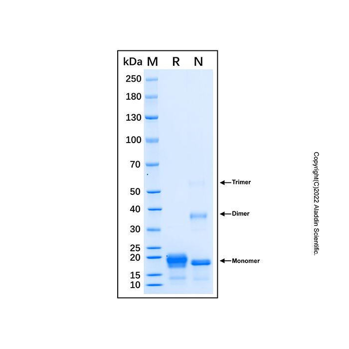 Recombinant Human EMR1 Protein