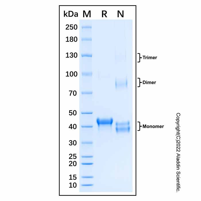 Recombinant Human SMAD2 Protein