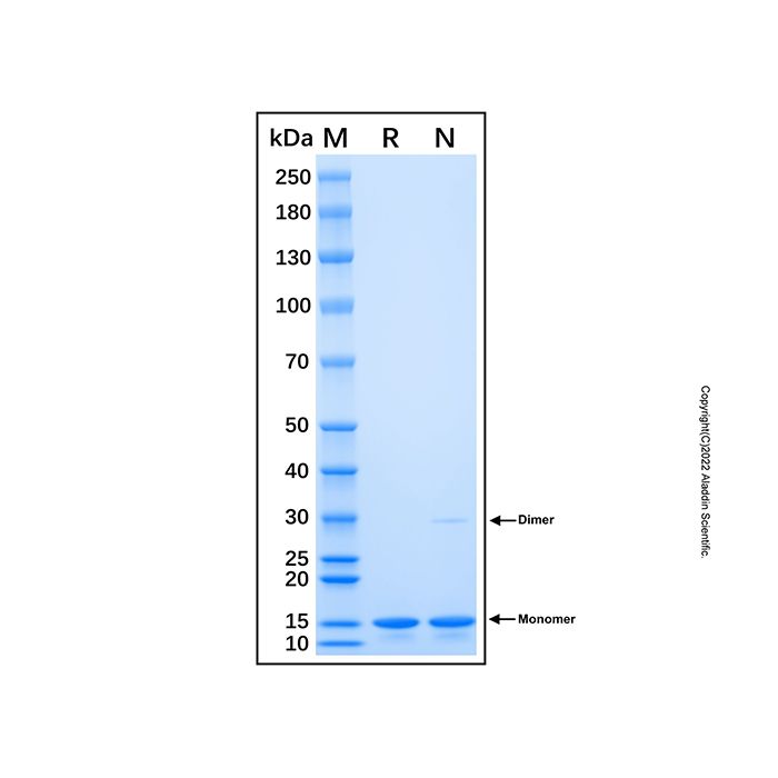 Recombinant Human TOMM20 Protein