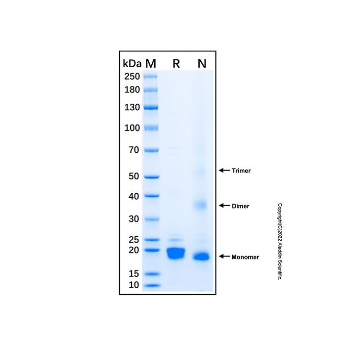 Recombinant Human Glutathione Peroxidase 4 Protein