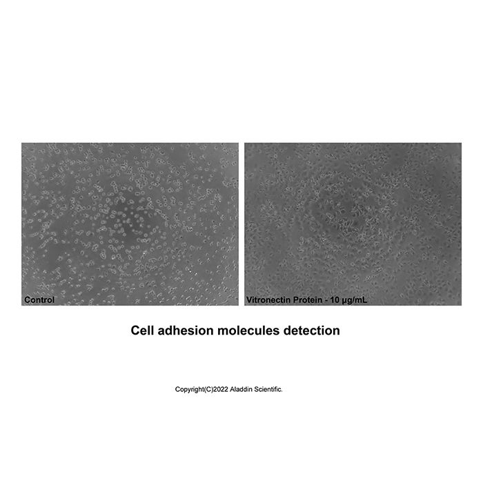 Recombinant Human Vitronectin Protein