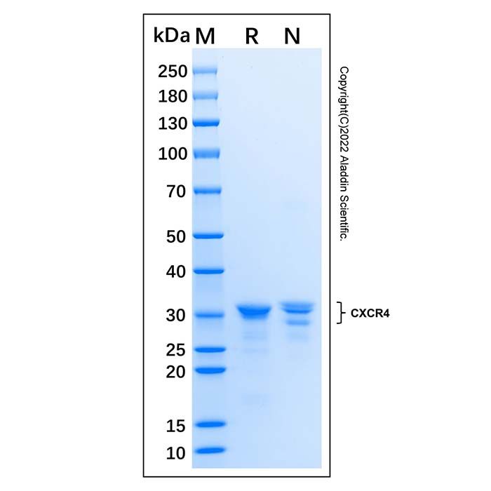 Recombinant Human CXCR4 Protein
