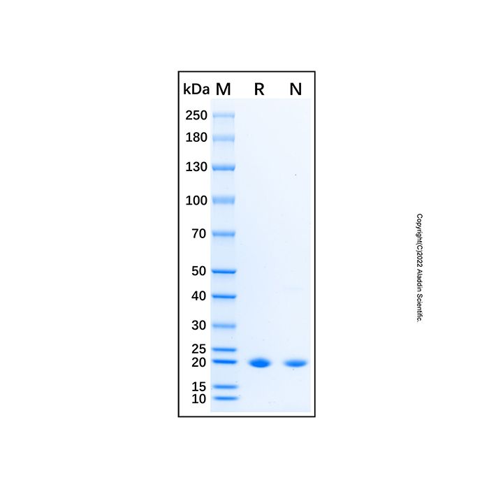 Recombinant Mouse BID Protein