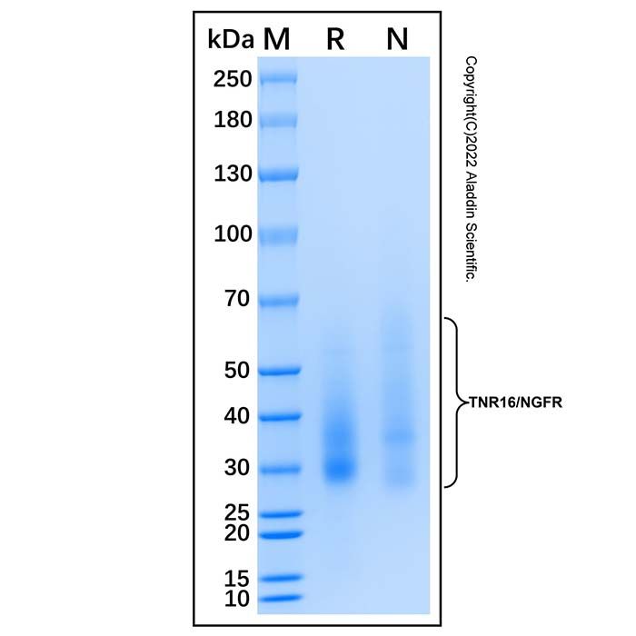 Recombinant Human NGFR/TNFRSF16 Protein