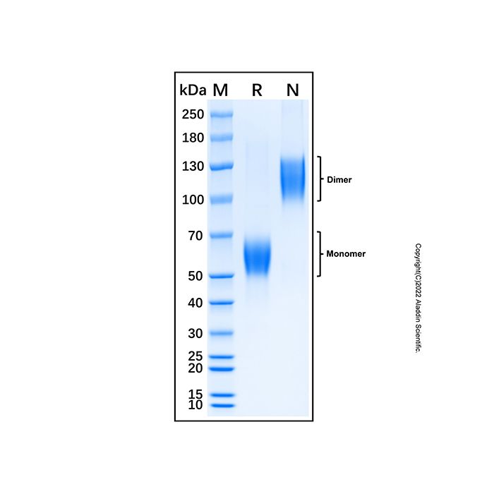 Recombinant Human Activin RIIB Protein