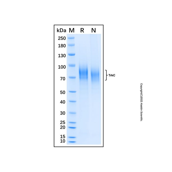Recombinant Human TrkC Protein