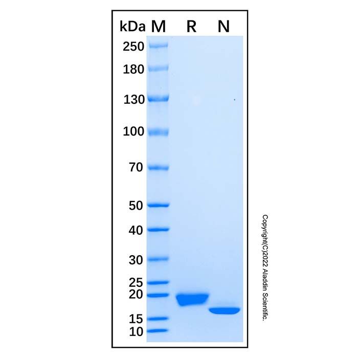 Recombinant Human IFN-alpha 4/IFNA4 Protein