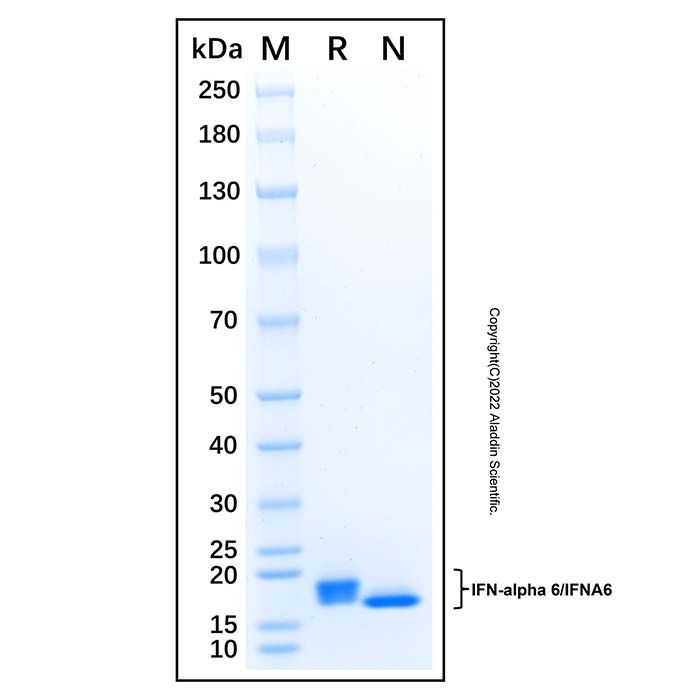 Recombinant Human IFN-alpha 6/IFNA6 Protein 