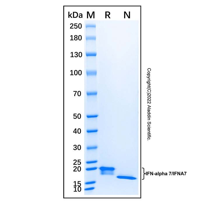 Recombinant Human IFN-alpha 7/IFNA7 Protein