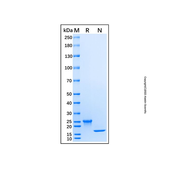 Recombinant Human IFN-alpha B2/IFNA8 Protein