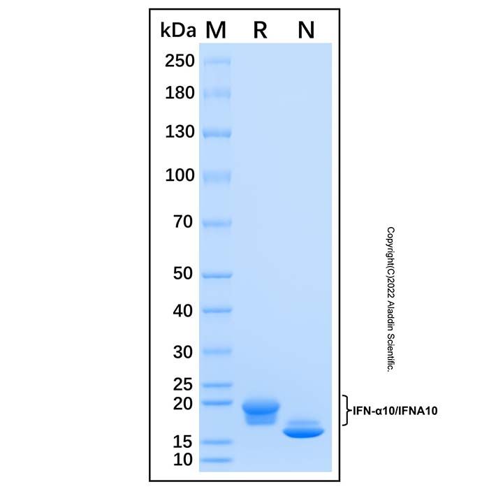 Recombinant Human IFN-α10/IFNA10 Protein