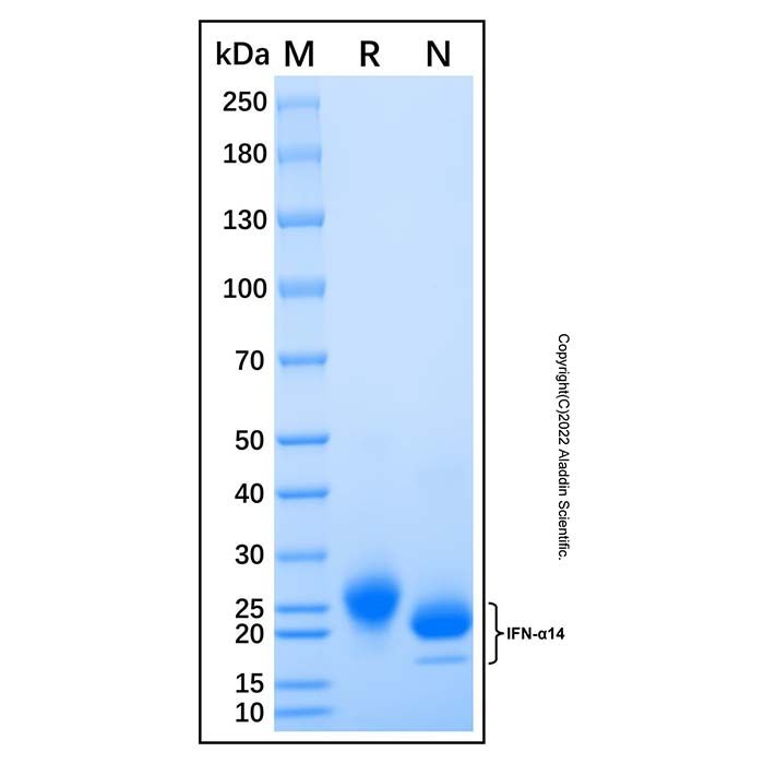 Recombinant Human IFN-alpha H2/IFNA14 Protein