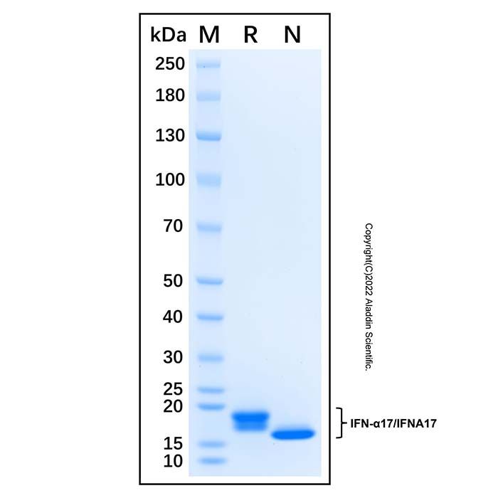 Recombinant Human IFN-alpha I/IFN17 Protein 