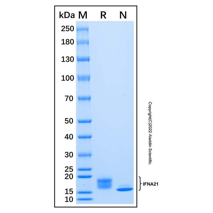 Recombinant Human IFN-alpha 21/IFNA21 Protein