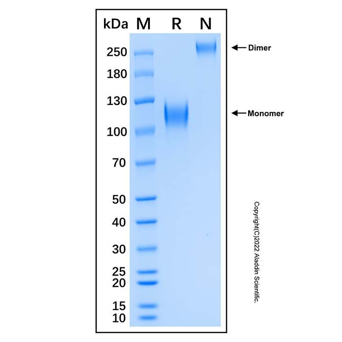 Recombinant Human TrkC Protein
