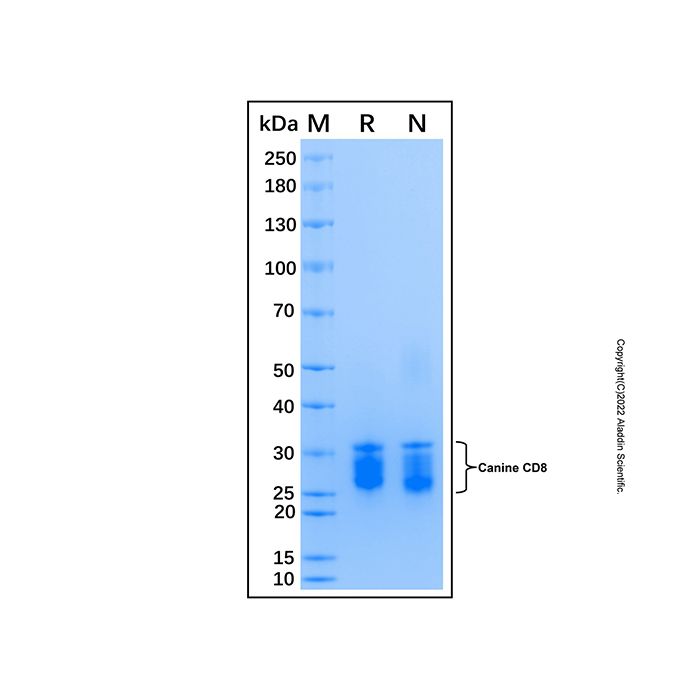 Recombinant Canine CD8 Protein