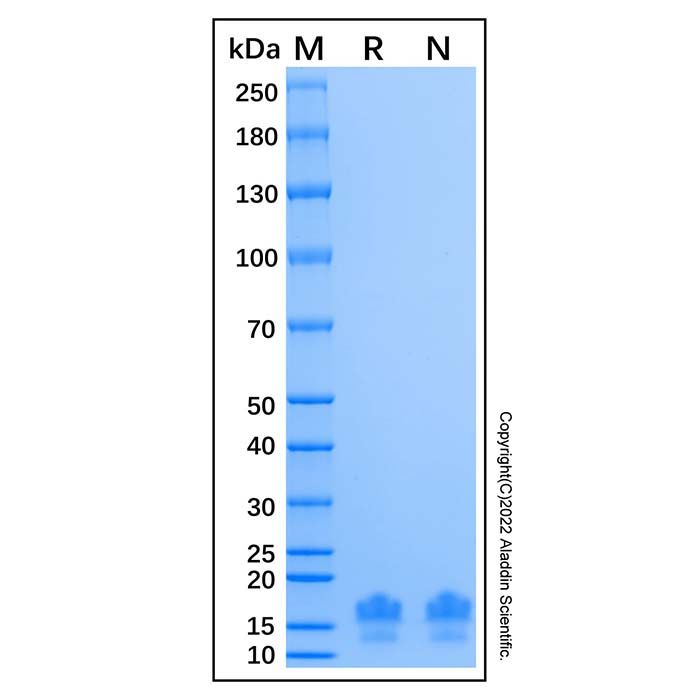 Recombinant Human beta Catenin Protein