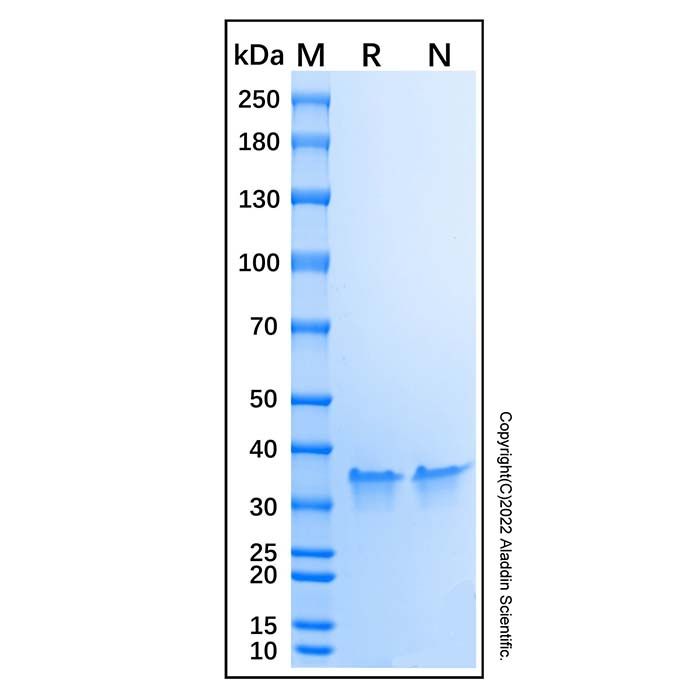 Recombinant Protein G