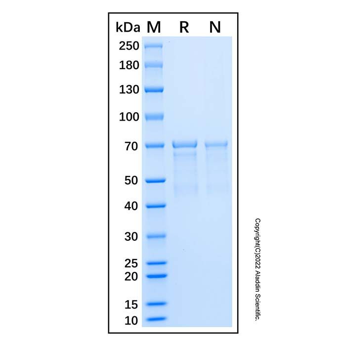 Recombinant Human AKT1 Protein