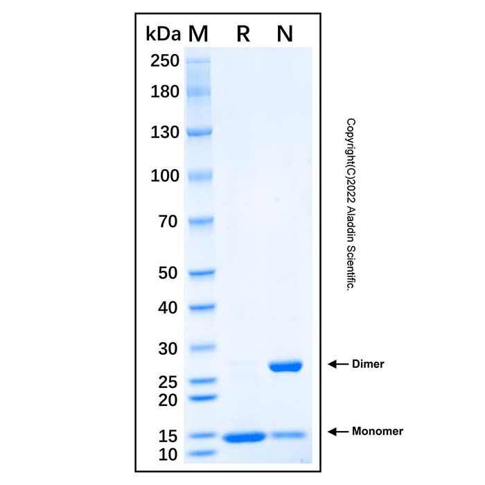 Recombinant Human SREBP1 Protein