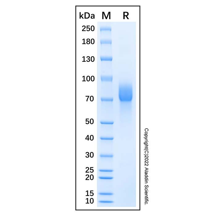 Recombinant Canis lupus CD19 Protein