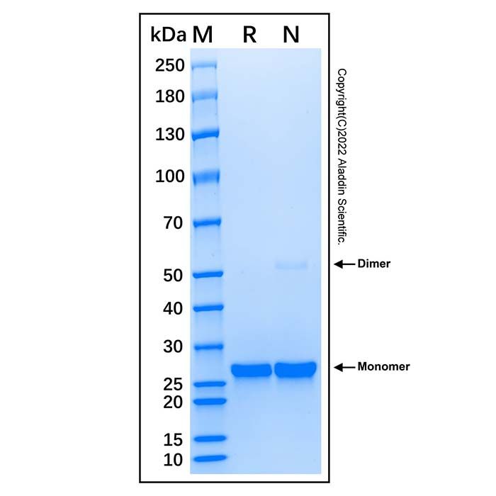 Recombinant Human Bcl-XL Protein