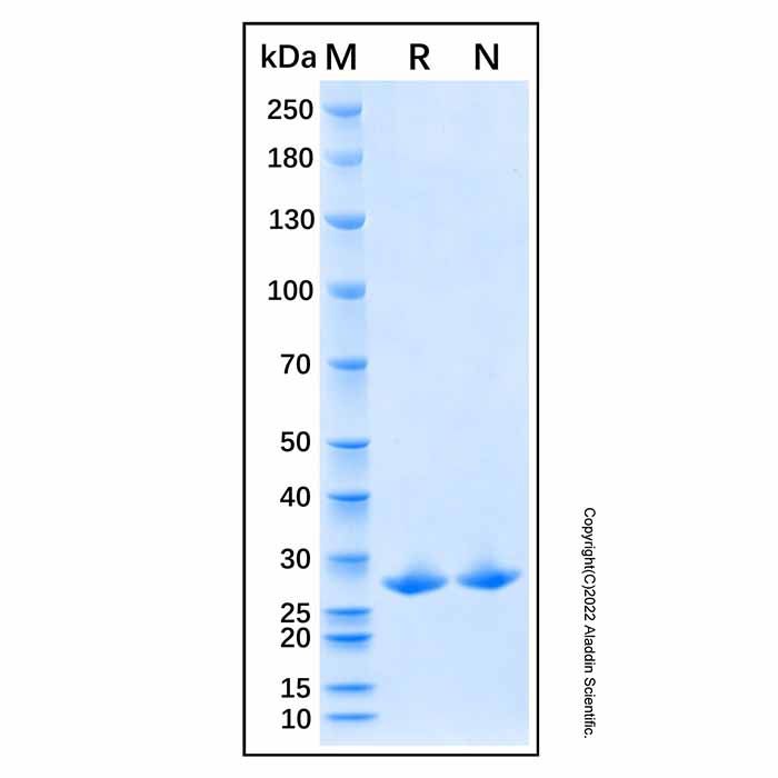 Recombinant Human Nestin Protein