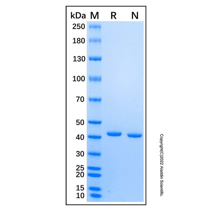 Recombinant Human Bifikafusp alfa Protein 