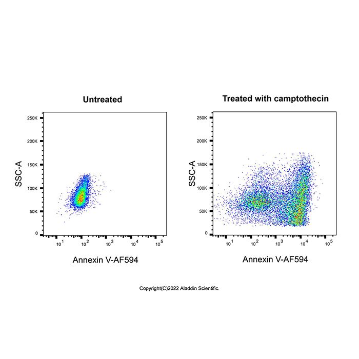 Annexin V-AF594