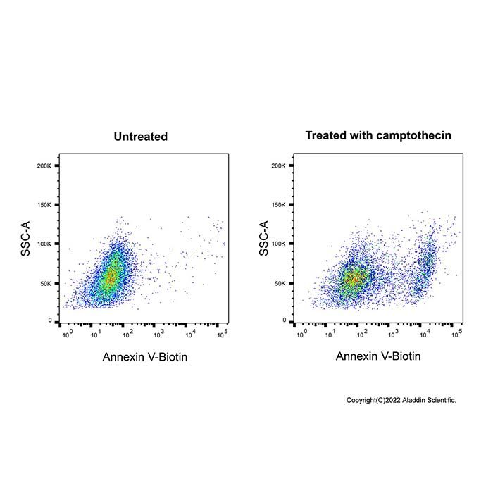 Annexin V-Biotin