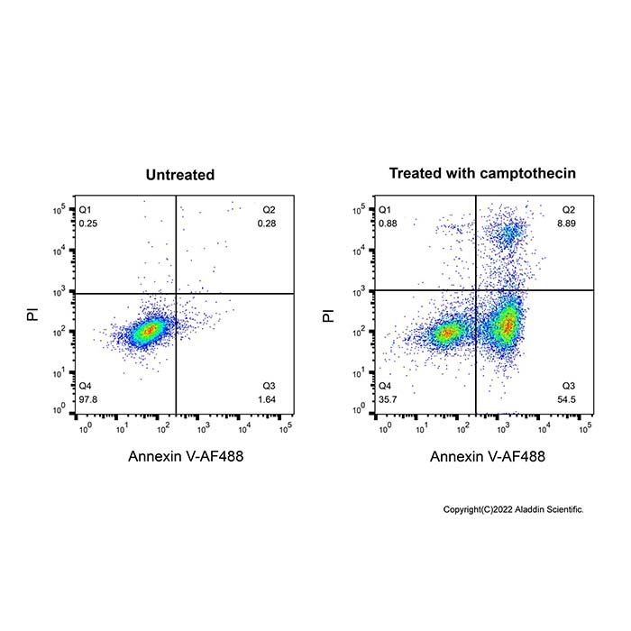 Annexin V-AF488