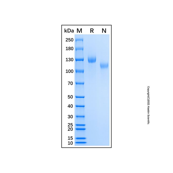 Recombinant Human CD21 Protein