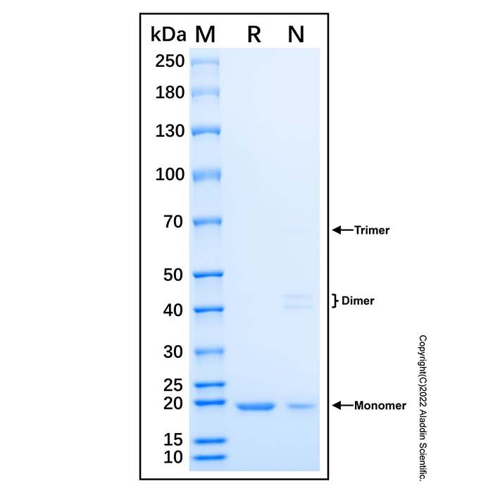 Recombinant Human Sonic Hedgehog/Shh (C24II) Protein 