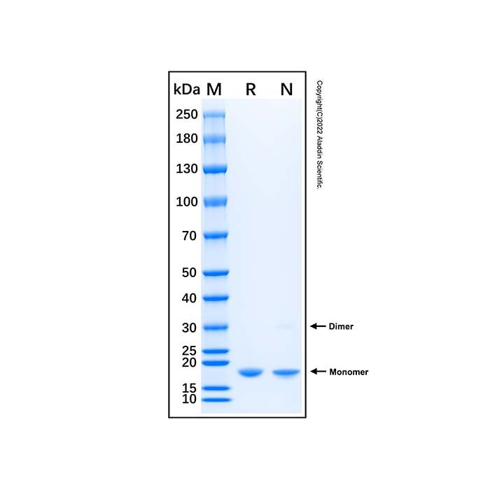 Recombinant Human LIF Protein