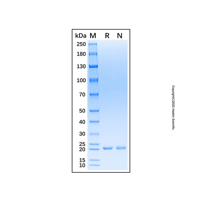 Recombinant Human FGF14/FHF4 Protein 