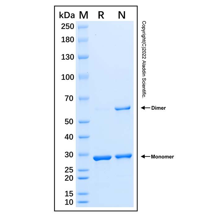 Recombinant Human mTOR Protein