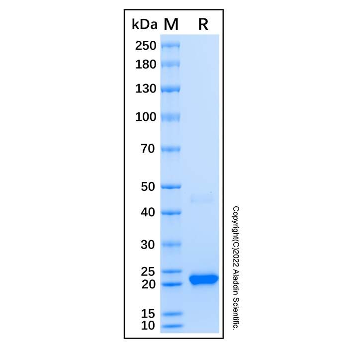 Recombinant Human RIPK3 Protein