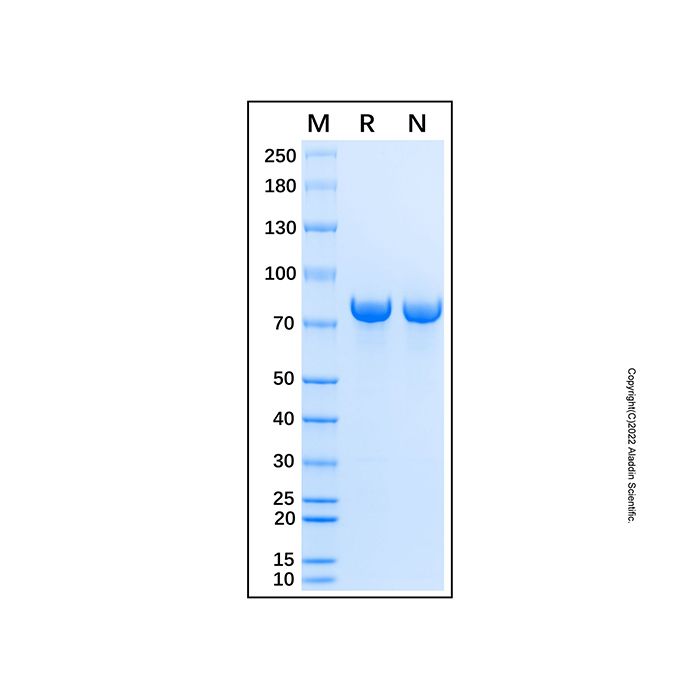 Recombinant Human STAT1 Protein