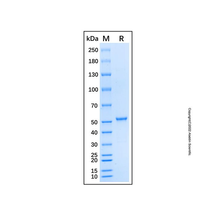 Recombinant Human APP/Protease Nexin II Protein 