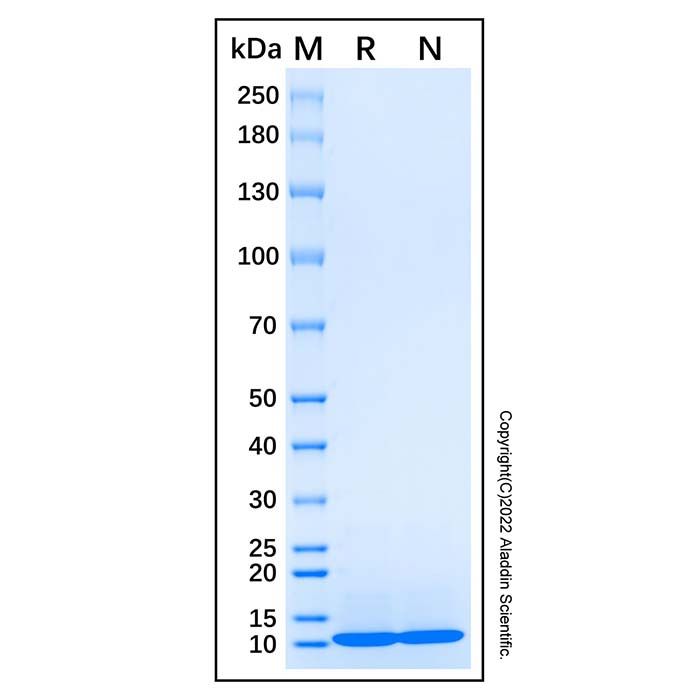 Recombinant Human NMDAR1 Protein