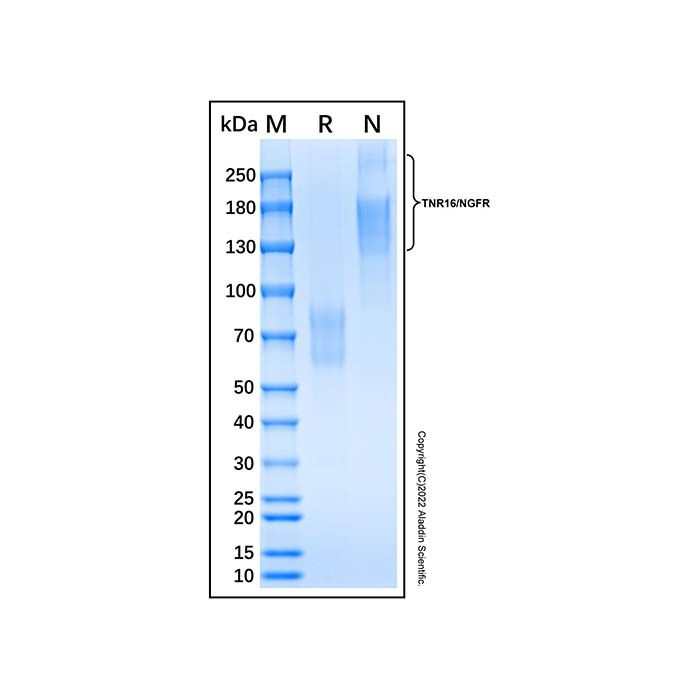 Recombinant Human NGFR/TNFRSF16 Protein